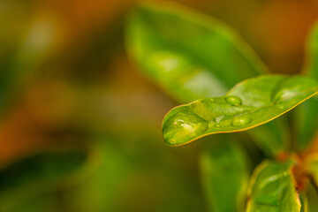 Gotas de agua en la vegetación al aire libre.