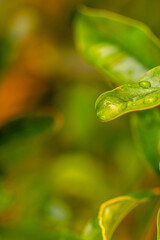 Gotas de agua en la vegetación al aire libre.