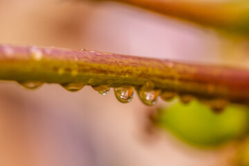 Gotas de agua en la vegetación al aire libre.