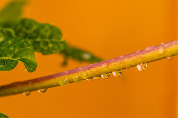 Gotas de agua en la vegetación al aire libre.
