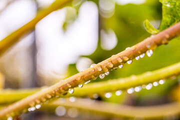 Gotas de agua en la vegetación al aire libre.