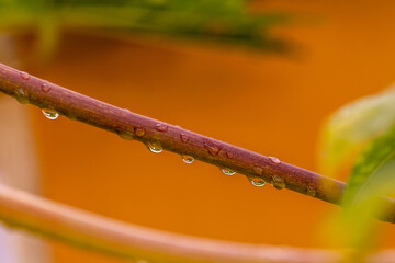 Gotas de agua en la vegetación al aire libre.