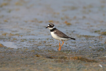 A young ringed plover (Charadrius hiaticula) is photographed at close range in shallow water on the shore of an estuary in Ukraine