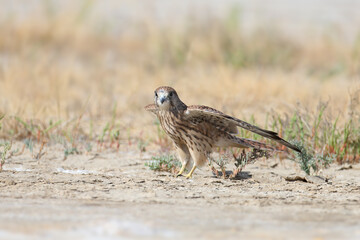 A young female common kestrel (Falco tinnunculus) is photographed very close-up, sitting on the sand in a thicket of saltwort and staring at the photographer. Detailed photo of the bird's plumage