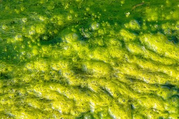 Natural texture in nature with natural plant surface water grass or algae