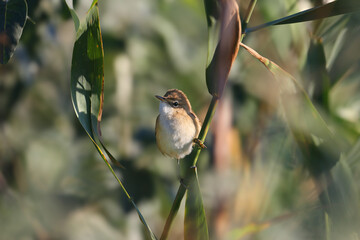 Common reed warbler (Acrocephalus scirpaceus) close-up shot in its natural habitat in reed beds