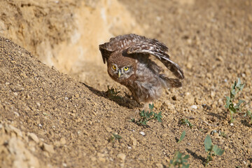 Little Owl chick photographed close up near its nest hole