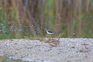 A migrating adult green sandpiper (Tringa ochropus) is filmed foraging on a small island in a pond