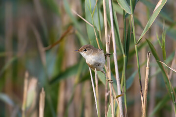 Autumn common reed warbler (Acrocephalus scirpaceus) photographed close-up in winter plumage