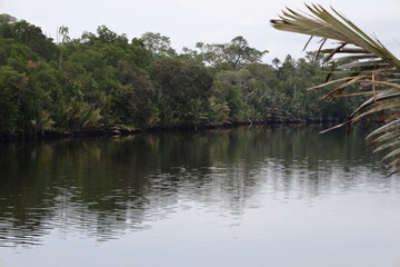 dense tropical rain forest along river bank