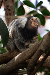 Common Marmoset eating on tree branch