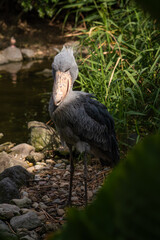 Shoebill stands under a dramatic light