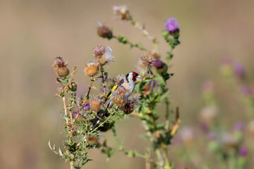 Young and adult European goldfinch (Carduelis carduelis) photographed feeding on a beautiful plant close-up against a blurred background in soft morning light