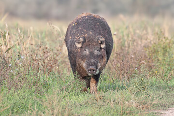 Male and female Mangalica sheep pigs (also Mangalitsa or Mangalitza) filmed in extreme close-up