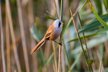 Male and female bearded reedlings (Panurus biarmicus) photographed close-up, alone and together, on reed branches