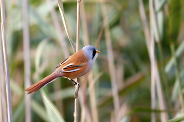 Male and female bearded reedlings (Panurus biarmicus) photographed close-up, alone and together, on reed branches
