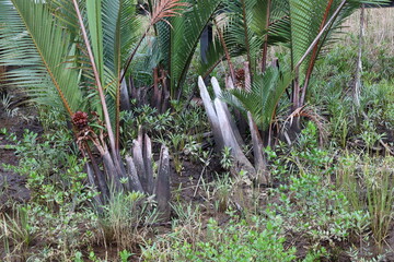 purple red blossom and young fronds on machete pruned palms