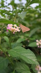 Borbo Cinnara Butterfly Sitting on Wild Flower