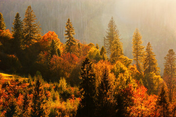 foggy autumn scenery in mountains, autumn morning dawn, nature colorful background, Carpathians...