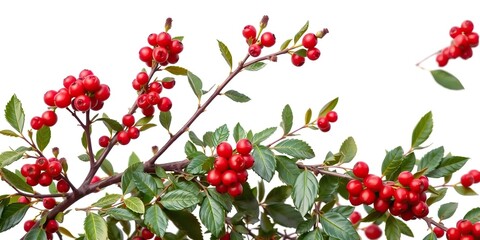 Fototapeta premium Rowan tree with vibrant red berries isolated on white background, nature, tree