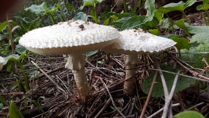 mushrooms in the forest