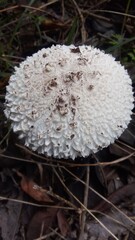 mushroom on the ground