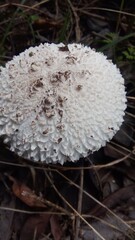 mushroom in the forest