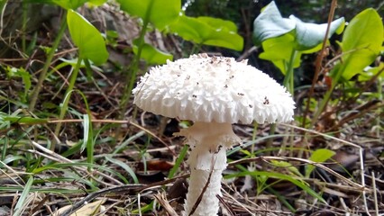 mushrooms in the forest