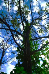 A tree on a cloudy day with blue skies.