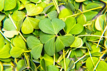 Real photo grass clover Irish happy symbol of St. Patrick's holiday