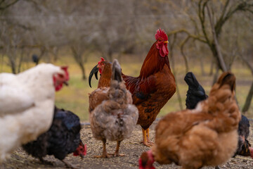 Poultry in the large garden close to nature in the village. Group of colorful chickens pecking at the farm ground