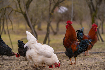 Poultry in the large garden close to nature in the village. Group of colorful chickens pecking at the farm ground