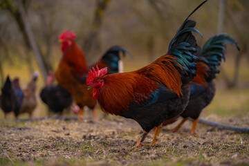 Poultry in the large garden close to nature in the village. Group of colorful chickens pecking at the farm ground