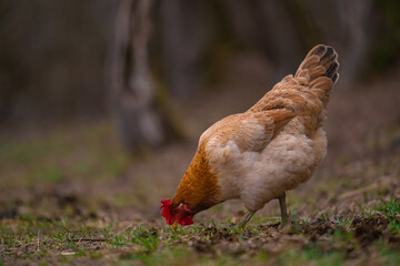 Poultry in the large garden close to nature in the village. Group of colorful chickens pecking at...