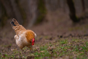 Poultry in the large garden close to nature in the village. Group of colorful chickens pecking at the farm ground