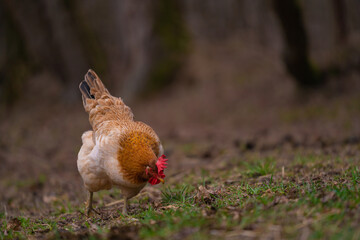 Poultry in the large garden close to nature in the village. Group of colorful chickens pecking at the farm ground