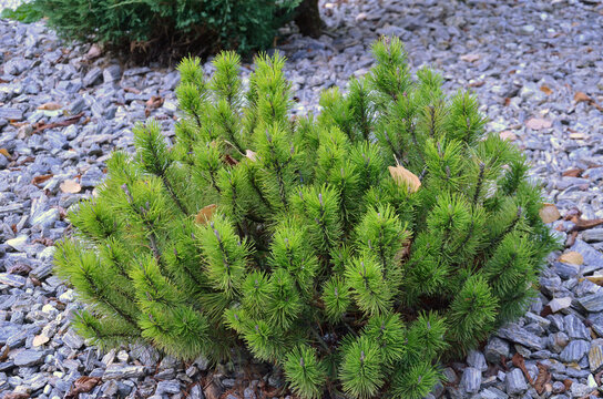 "Mops" Mugo Pine- draft oriental conifer bush.Landscaping, gardening ,growing decorative conifers for rock garden concept .