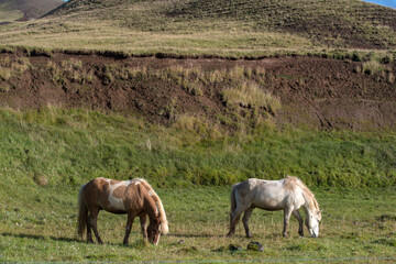 Two horses grazing