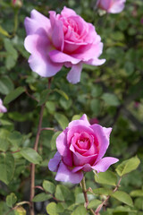Naklejka premium Gros plan de roses