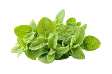 Fresh oregano sprigs on a clean white background ready for culinary delights and garnishes