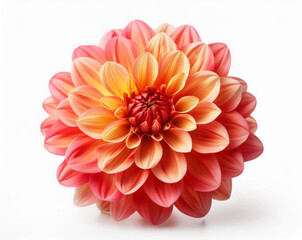 Dahlia flower isolated. dahlia flavor. Dahlia  plumeria, perfume flower, perfume flower oils, perfume essential flowers, perfume essential oils