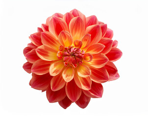 Fototapeta premium Dahlia flower isolated. dahlia flavor. Dahlia plumeria, perfume flower, perfume flower oils, perfume essential flowers, perfume essential oils