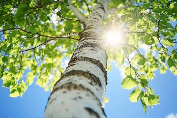 Sunlight filtering through vibrant green leaves of a birch tree against a clear blue sky during a warm summer day