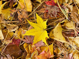 紅葉の絨毯