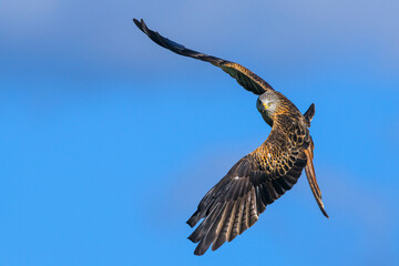 Red Kite, Milvus milvus, bird in flight