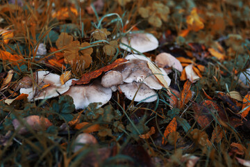 mushrooms in the autumn forest
