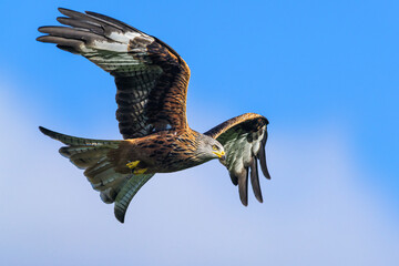 Red Kite, Milvus milvus, bird in flight