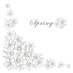 Corner frame of narcissus flowers isolated on white. Daffodils hand drawing line sketch, outline composition of many buds and leaves. Vector clipart for spring floral design, wedding or greeting card.