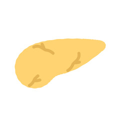 膵臓　イラスト

