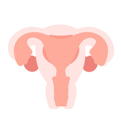 子宮　イラスト